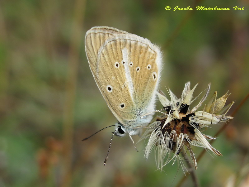 Agrodiaetus fulgens (femmina) ?